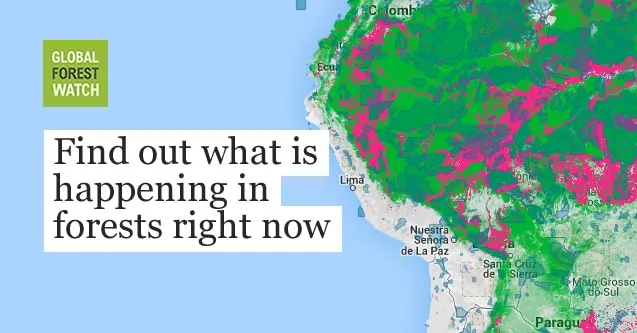 global forest watch asset